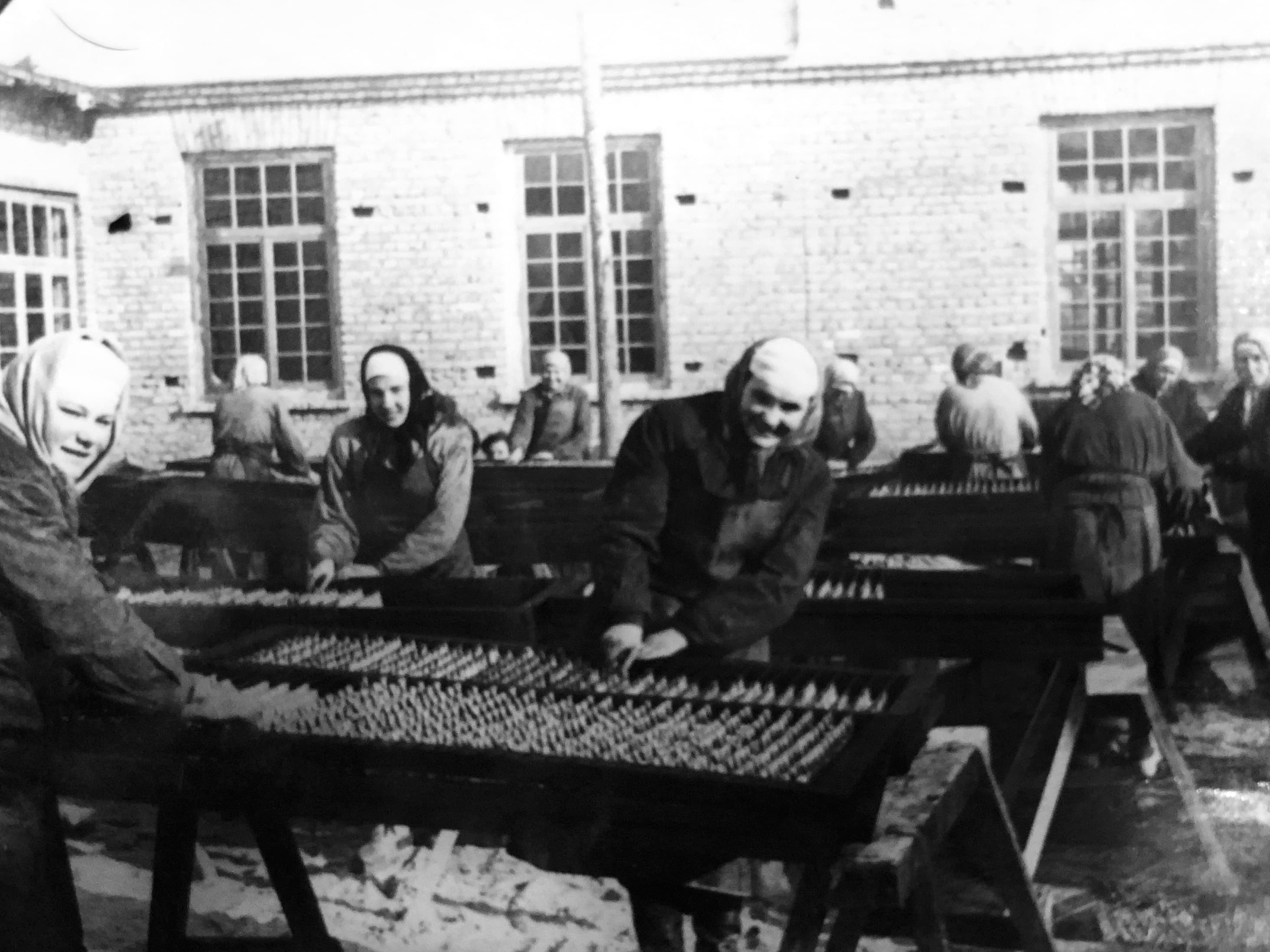 Engure factory workers arranging fish for production in a historical archive photograph